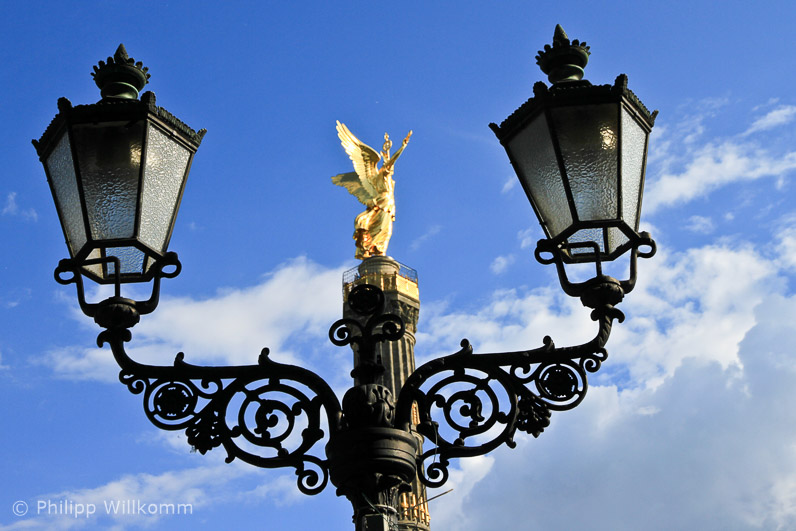 Goldelse glänzt in der Nachmittagssonne