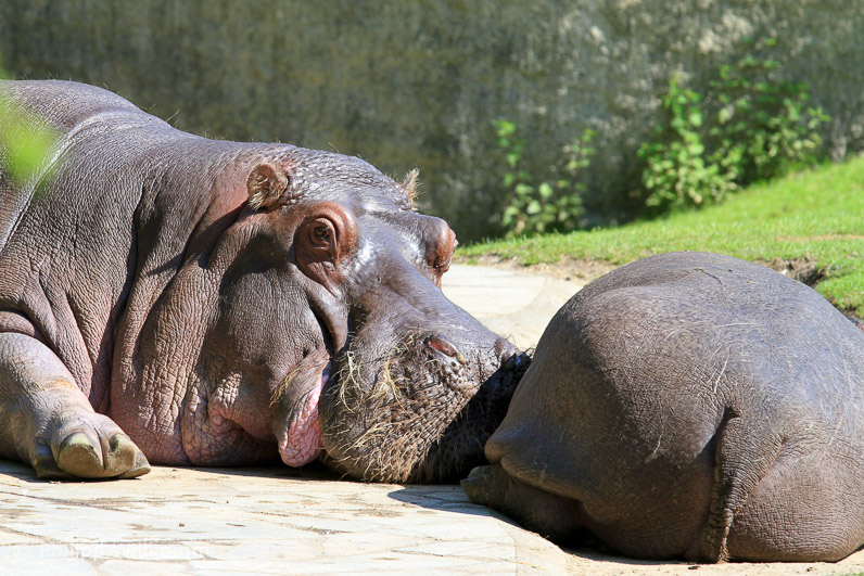 Berliner Dickhäuter