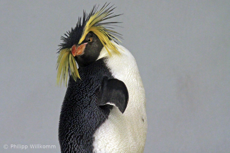 Eine kaiserliche Frisur