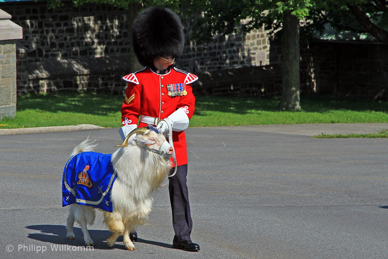 Ein royaler Ziegenbock