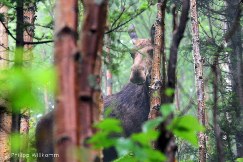 Moose in Gaspesie