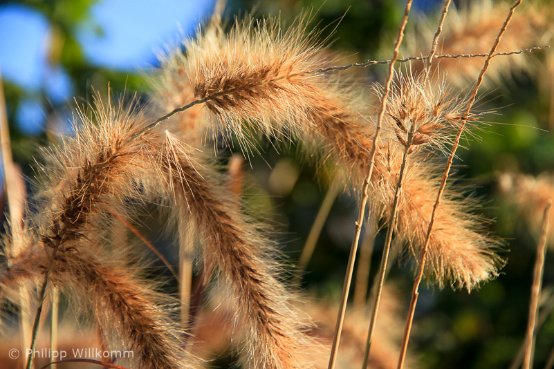Das Korn am Ammersee