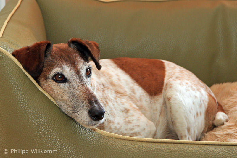 Ein Wildfang wird ruhig