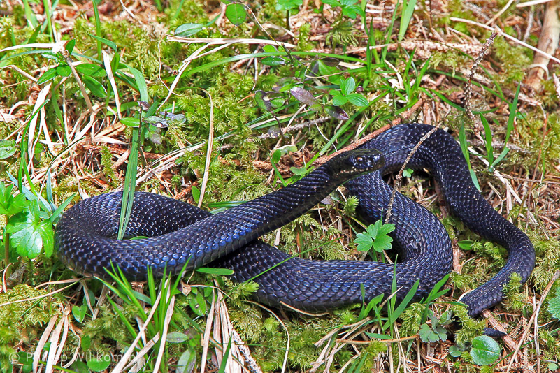 Schwarze Kreuzotter am Wegesrand