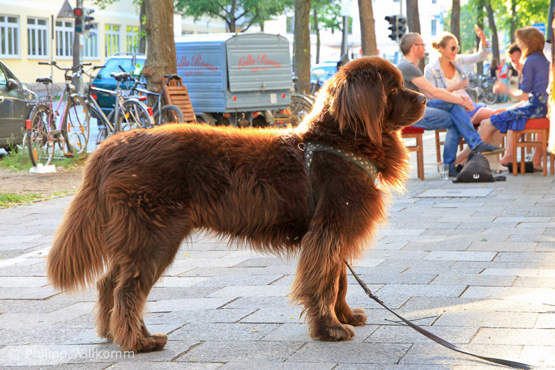 Stolzer Haidhausener