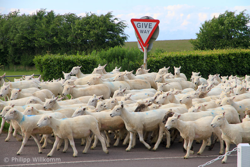 Schafe haben Vorfahrt