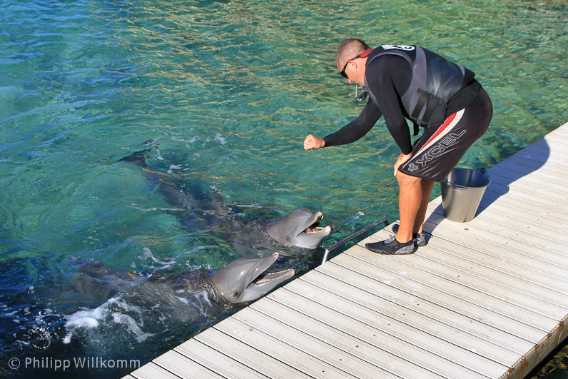 Delphine im Interconti