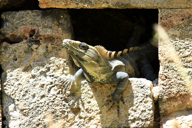 Mexikanische Tierwelt (3)