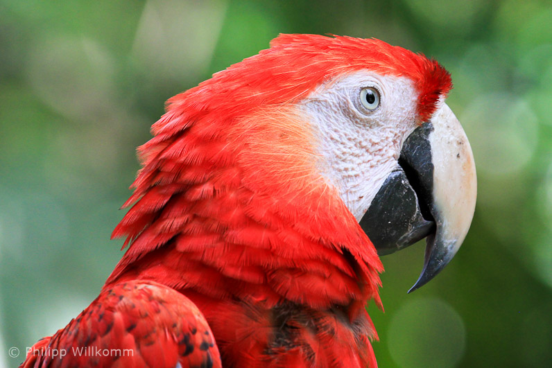 Federvieh für Touristen