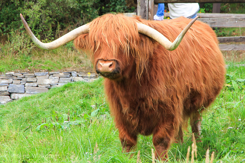 Ein echter Highlander