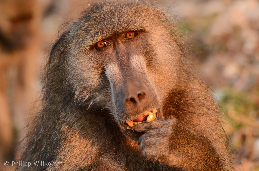 Denker im Abendlicht