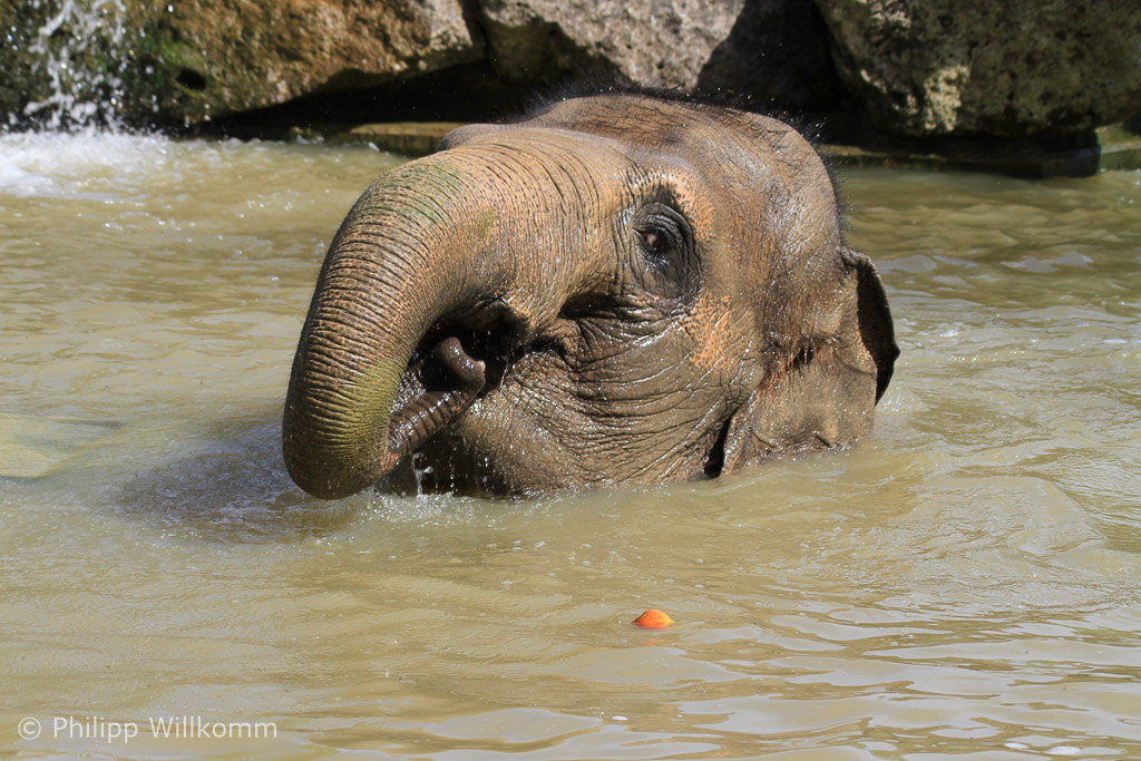 Ludwigs Tante beim Baden