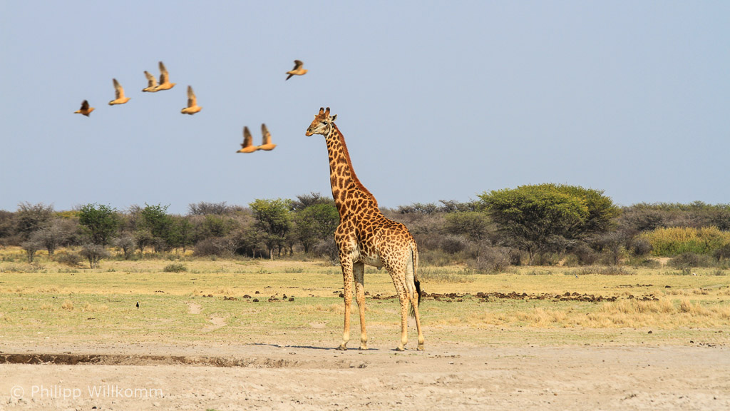 Giraffe mit Flugbegleitern