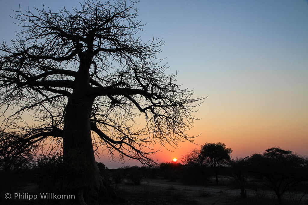 Sunset mit Baobab