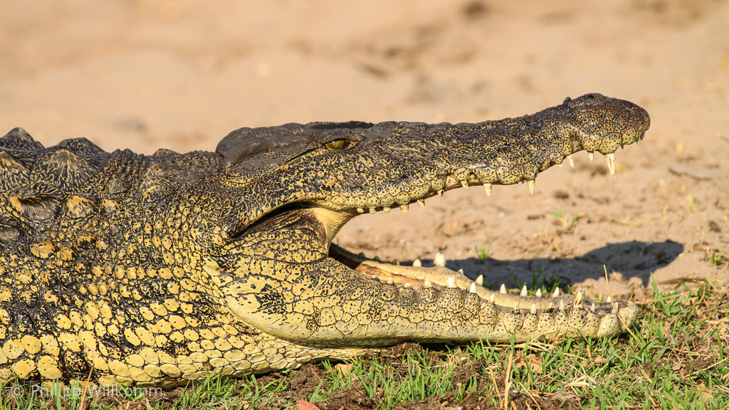 Krokodil beim Wärmeaustausch