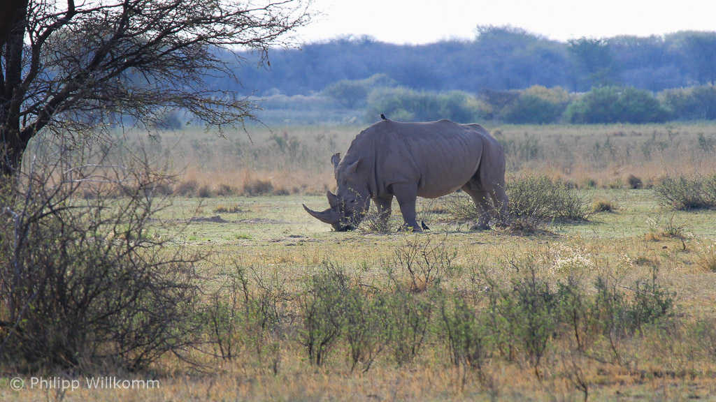 Nach 8h Suche - das erste Rhino