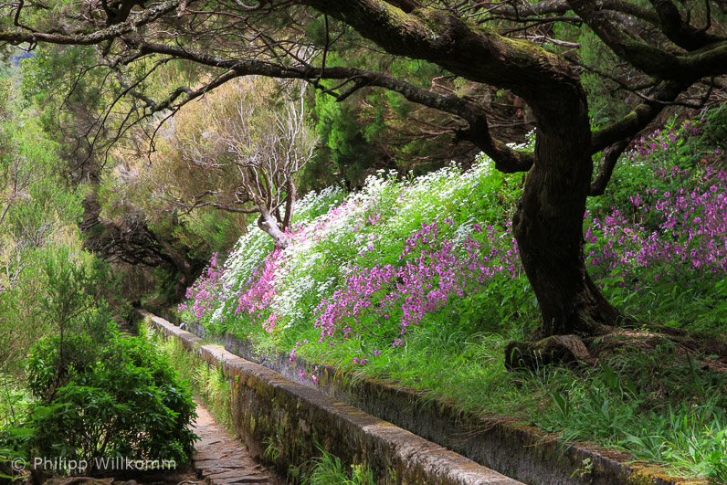 Wandern auf der Levada (2)