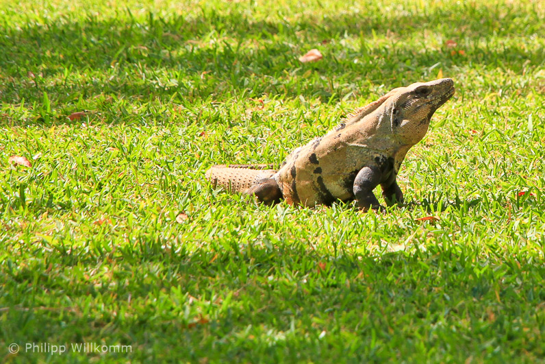 Mexikanische Tierwelt (1)