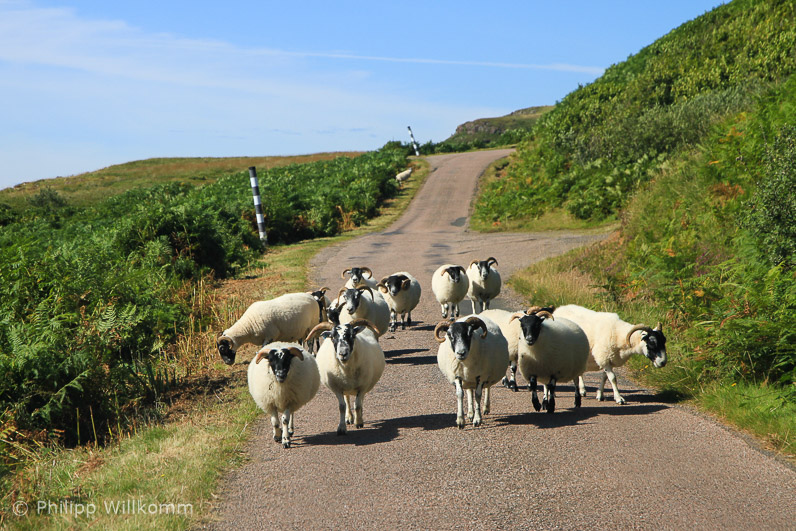 Gegenverkehr auf Mull