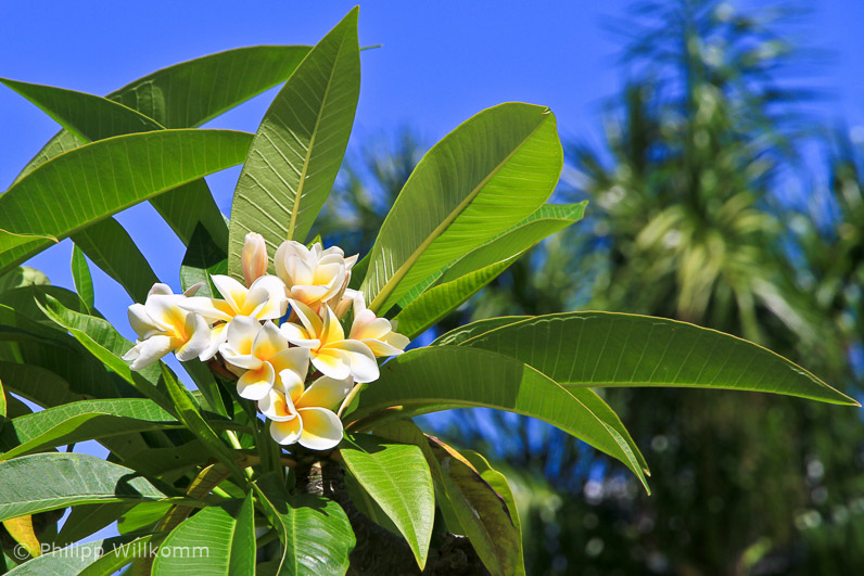 Frangipani