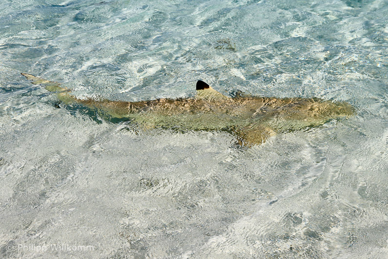Ein friedlicher Zitronenhai
