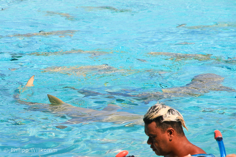Viele friedliche Zitronenhaie