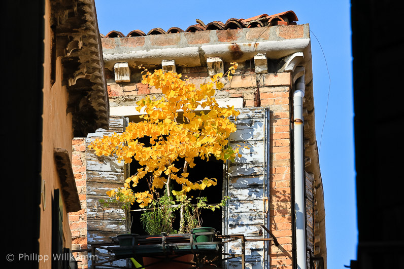 Balkonpflanzen Ende Oktober