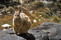 Rock Wallaby