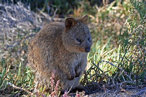 Quokka