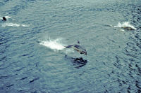 Delphine im Doubtful Sound (Fjordland)