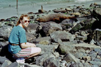 Fur Seals an der Sdkste